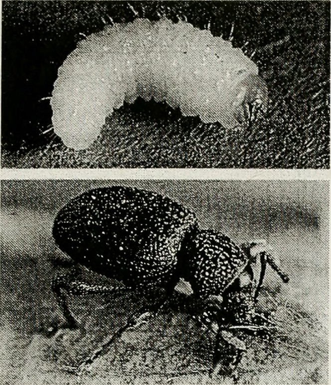 best pest control gold coast